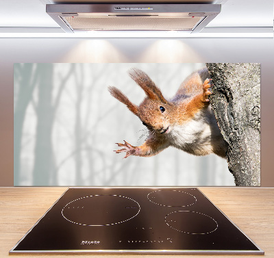 Küchen wandpaneel Eichhörnchen