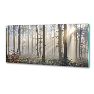 Küchen wandpaneel Nebel im Wald