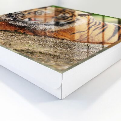 Schlüsselbox mit dem Motiv Der Tiger ruht
