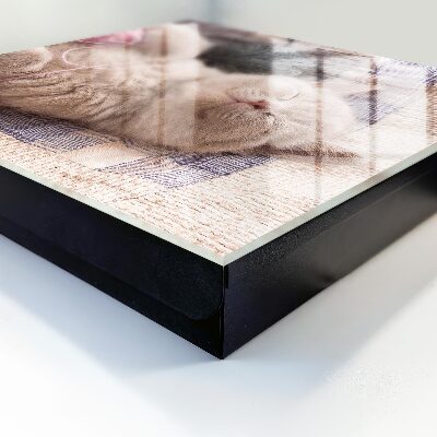 Schlüsselbox zur Wandmontage mit Motiv schlafendes Kätzchen