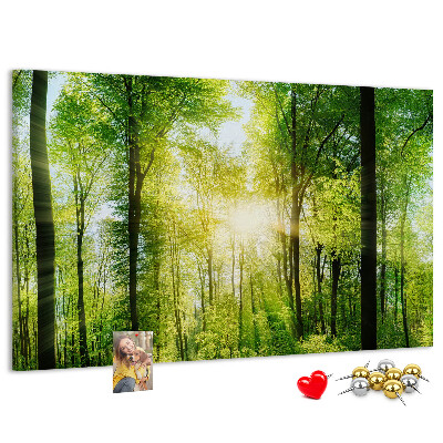 Bild mit Korkrückwand Grüner Wald mit Sonnenstrahlen