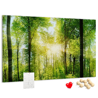 Bild mit Korkrückwand Grüner Wald mit Sonnenstrahlen